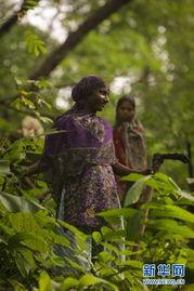 丛林快活女,探险青春的奇妙旅程