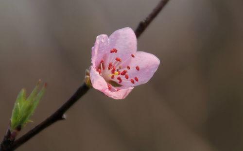 春暖花又开,万物复苏——探寻生机勃勃的春天美景